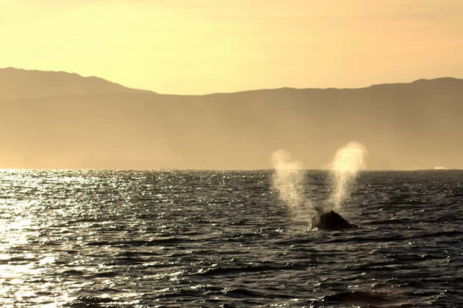 From Cape Town: Hermanus Whale Watching Boat Trip - Guides on the water: commentary, feeding behavior, and respectful distance
