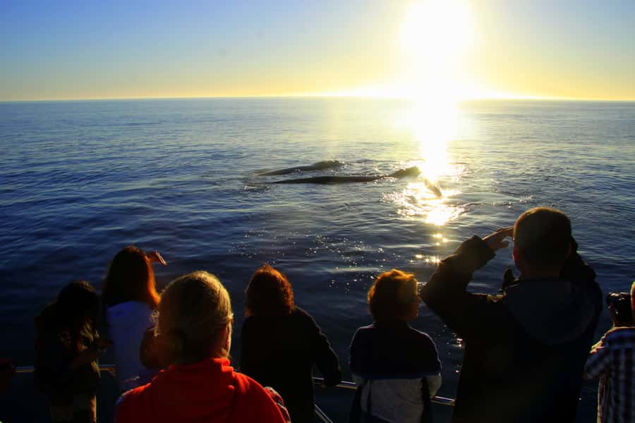 From Cape Town: Hermanus Whale Watching Boat Trip - Time on the water, snacks, and the long day reality