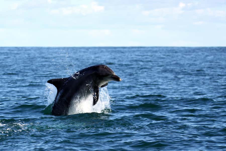 From Cape Town: Hermanus Whale Watching Boat Trip - Price and value of a $221 whale boat trip