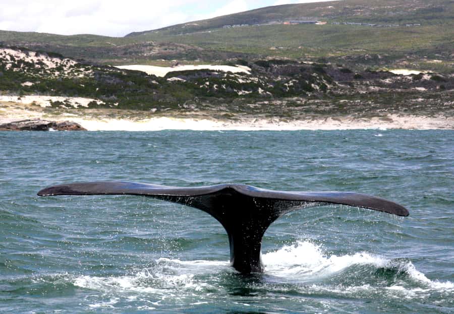 From Cape Town: Hermanus Whale Watching Boat Trip - Who should book this tour, and who should think twice