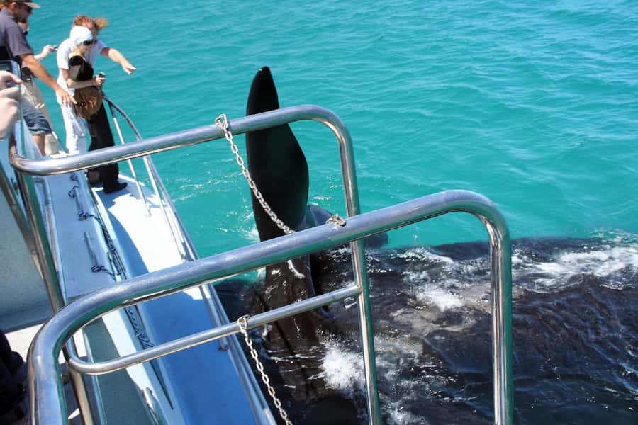 From Cape Town: Hermanus Whale Watching Boat Trip - Should you book this tour?