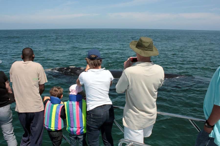 From Cape Town: Hermanus Whale Watching Boat Trip - Boarding at the Gansbaai harbor: speedboat comfort and small-group size