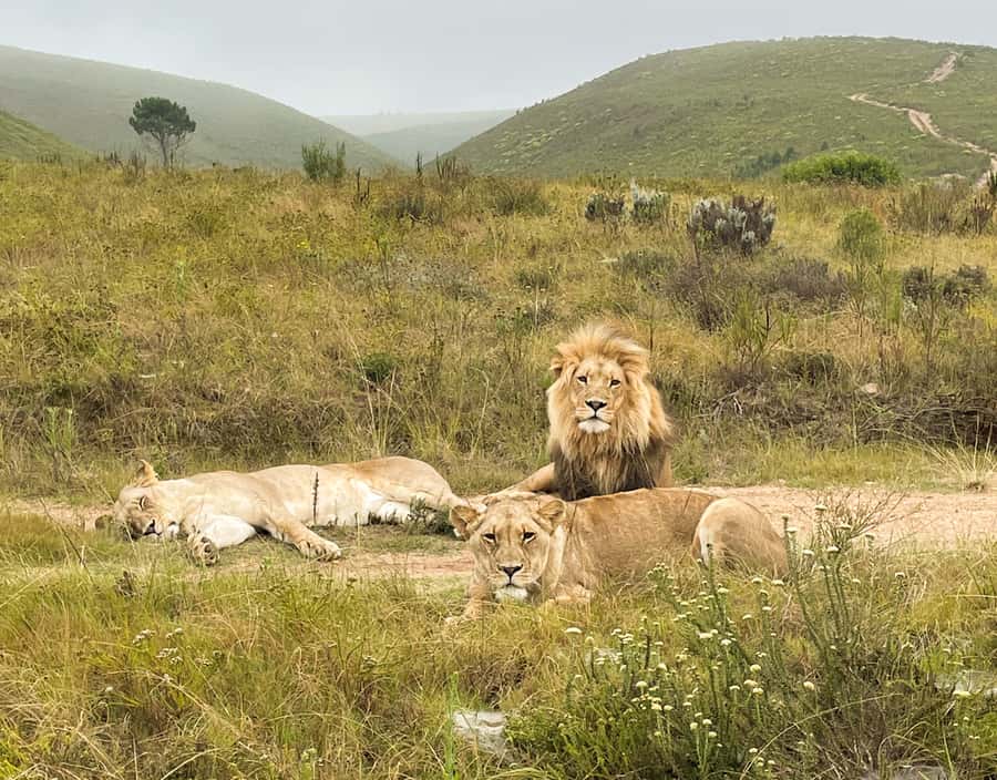 From Cape Town: South African Wildlife and Safari 2-Day Tour - Key things I’d circle before you book