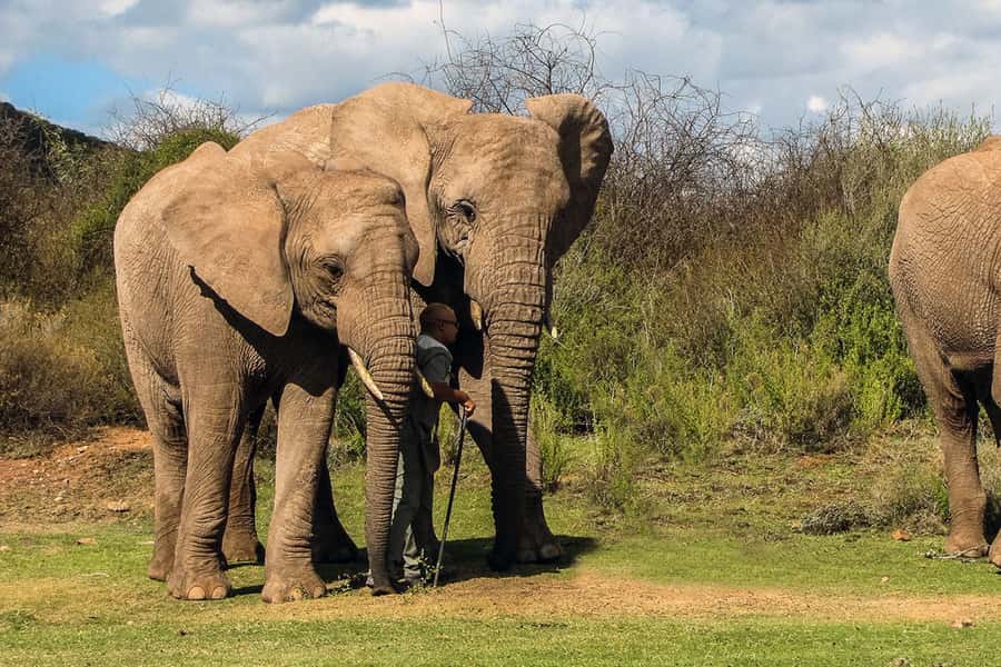 From Cape Town: South African Wildlife and Safari 2-Day Tour - Price and value: is $322 a good deal for two days?