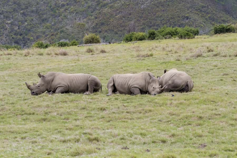 From Cape Town: South African Wildlife and Safari 2-Day Tour - Two days of Big Five chances from Cape Town to Botlierskop