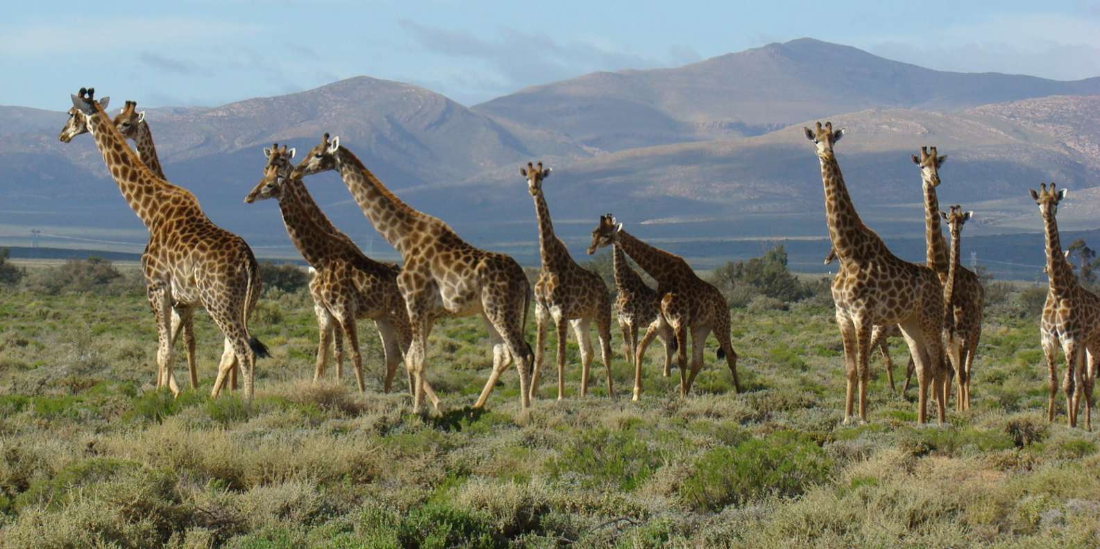 From Cape Town: South African Wildlife and Safari 2-Day Tour - Oudtshoorn: ostrich-country food and a night under Klein Karoo stars
