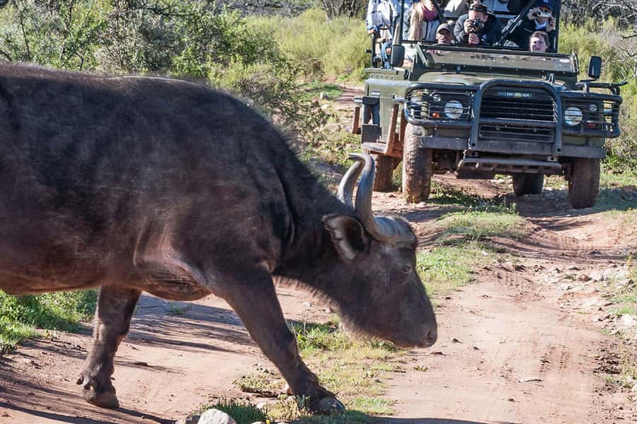 From Cape Town: South African Wildlife and Safari 2-Day Tour - Buffelsdrift bush drive: where the focus shifts to smaller wildlife