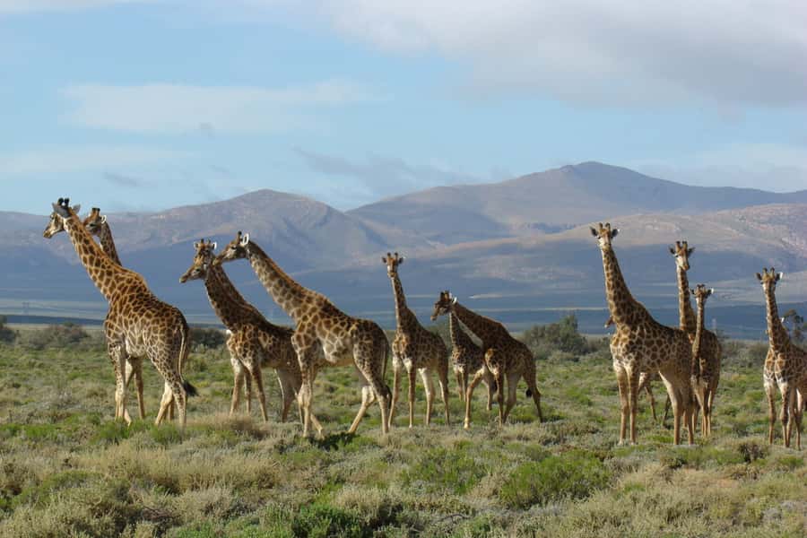 From Cape Town: South African Wildlife and Safari 2-Day Tour - Optional elephant observation near the waterhole (and why people love it)