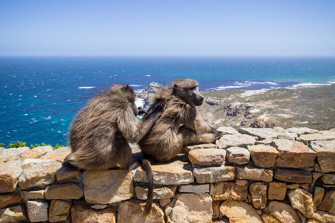 From Cape Town: Table Mountain, Cape of Good Hope & Penguins including Park Fees - Cape Town Kickoff: Orientation + Bo-Kaap Color in the Morning