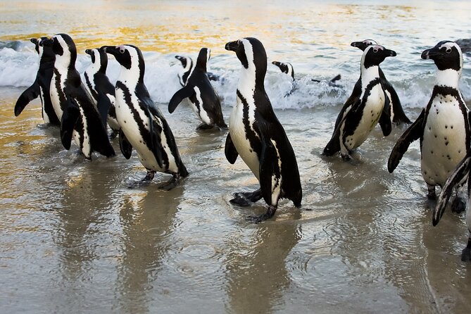 From Cape Town: Table Mountain, Cape of Good Hope & Penguins including Park Fees - Cape Point Vineyards Tasting Room: Wine Stop Without Pressure