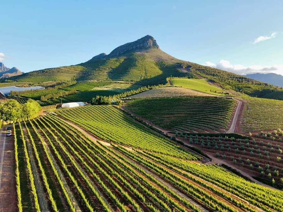 From Cape Town: Winelands Full Day Tour and Wine Tasting - Franschhoek French Corner: Huguenot streets, cheeses, and the wine tram
