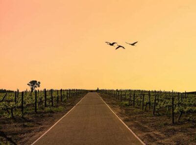 From Cape Town: Winelands Full Day Tour and Wine Tasting - Stellenbosch: Wine cellar tour, tastings, and a town pause