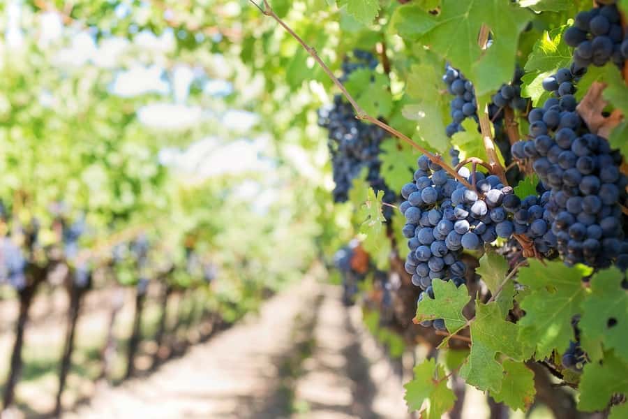From Cape Town: Winelands Full Day Tour and Wine Tasting - Wine tasting reality check: how to get the most from the pours