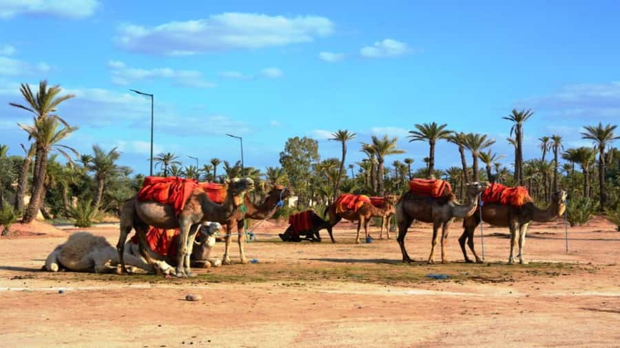 From Casablanca: Day Trip to Marrakech with Camel Ride - Jemaa el-Fnaa at Sunset: The Moment You Actually Remember