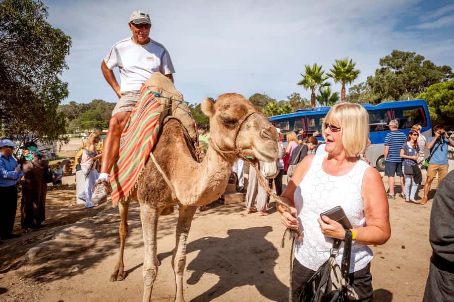 From Costa del Sol: Tangier Full-Day Tour by Ferry - Ferry from Costa del Sol to Tangier: the Strait crossing part of the show