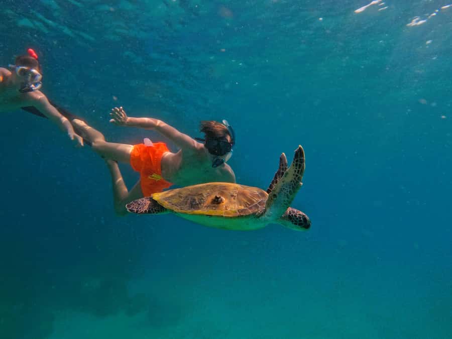 From Dubai: Fujairah Snorkeling with Turtles, Transfer & BBQ - Sharm Rocks snorkel: where larger marine life becomes possible