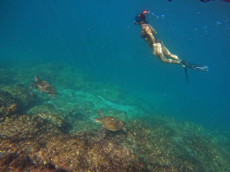 From Dubai: Fujairah Snorkeling with Turtles, Transfer & BBQ - Snoopy Island snorkel: your first shot at turtles and clear coral views