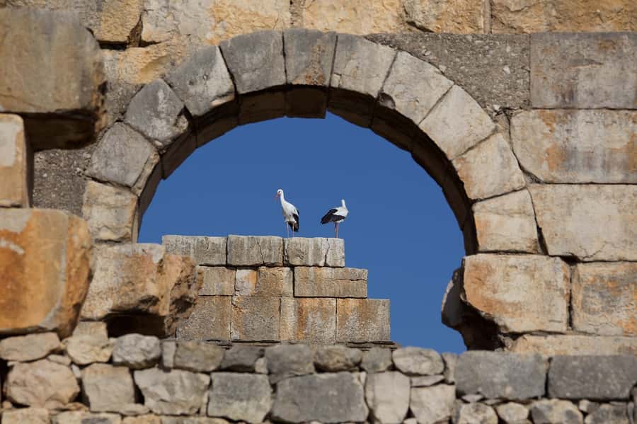 From Fes: Volubilis, Moulay Idriss and Meknes Full-Day Trip - Volubilis Roman ruins: mosaics you can read with your feet