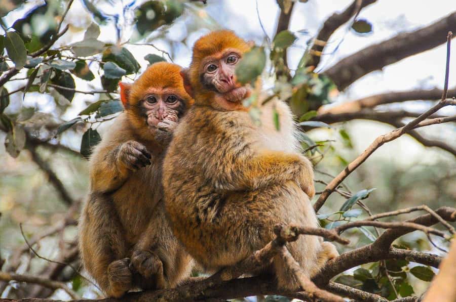 From Fez: Middle Atlas and Monkey Forest Day Trip - Key highlights