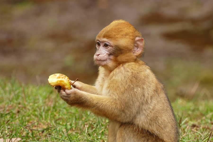 From Fez: Middle Atlas and Monkey Forest Day Trip - Price and value: why $22 can work (with a small extra budget)