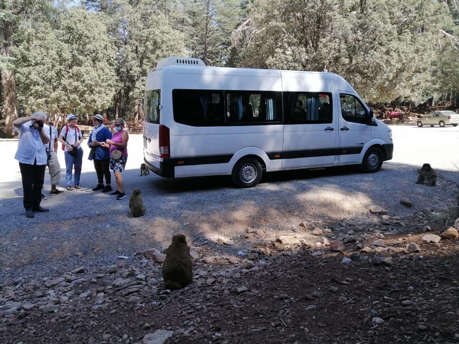 From Fez: Middle Atlas Day Trip with Ifrane National Park - From Fez to Ifrane: A 7-Hour Change of Pace