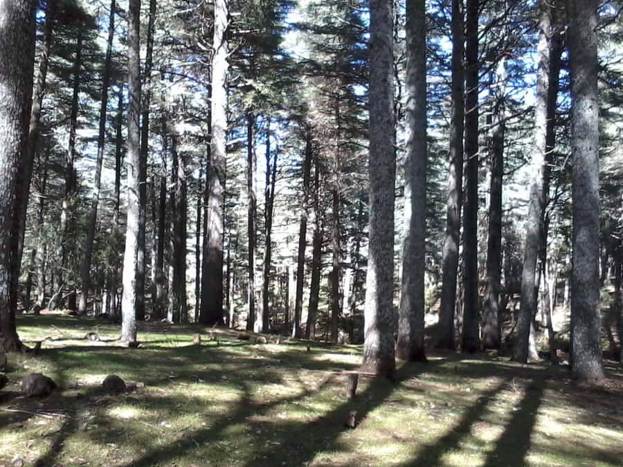 From Fez: Middle Atlas Day Trip with Ifrane National Park - How Good Is the Driver-Guide and the Pace?