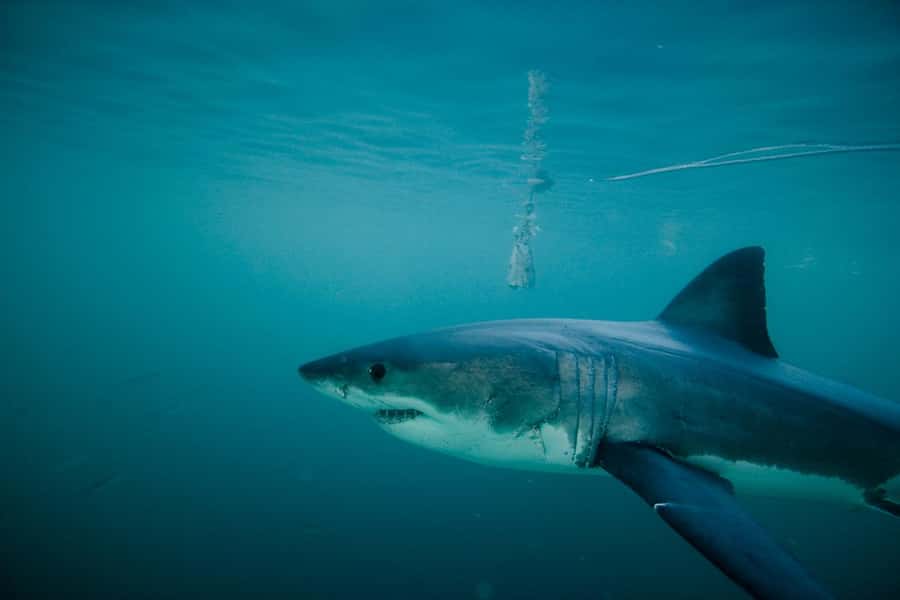 From Hermanus or Cape Town: Shark Cage Diving Experience - Where You’ll Be: Western Cape Waters and Why Gansbaai Is the Hub