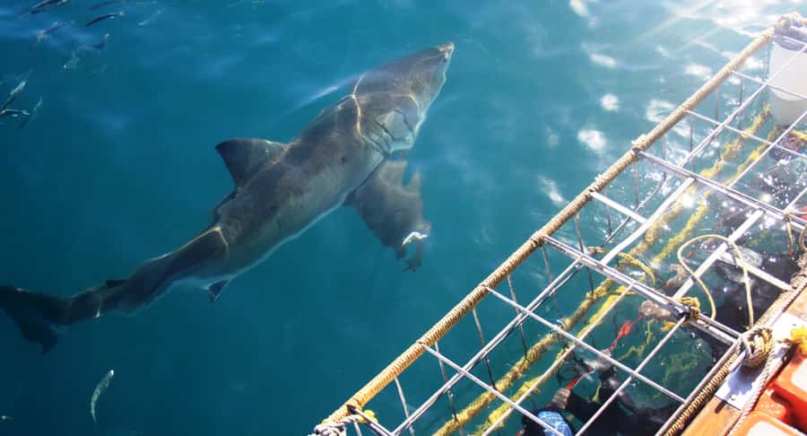 From Hermanus or Cape Town: Shark Cage Diving Experience - Breakfast at the Lodge: Fuel Up Before You Hit Cold Water