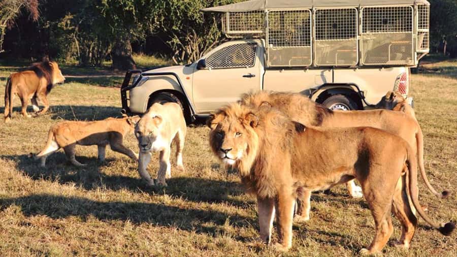 From Johannesburg: Lion & Safari Park Half-Day Tour - Key takeaways before you go