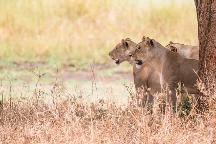 From Johannesburg: Lion & Safari Park Half-Day Tour - Price and value: is $167 fair for this half-day?