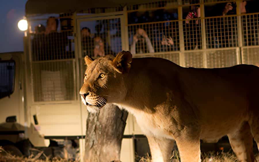 From Johannesburg: Lion & Safari Park Half-Day Tour - A half-day safari that fits real Johannesburg schedules