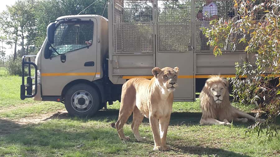 From Johannesburg: Lion & Safari Park Half-Day Tour - Inside Lion Park: what the 1-hour open-vehicle drive really means