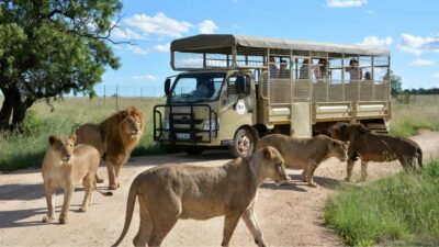 From Johannesburg: Lion & Safari Park Half-Day Tour - Getting from Johannesburg and Pretoria: the calm part of the day