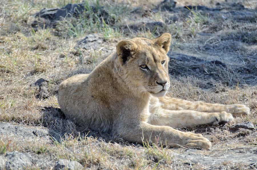 From Johannesburg: Lion & Safari Park Half-Day Tour - What you might see: lions plus the rest of the predator mix