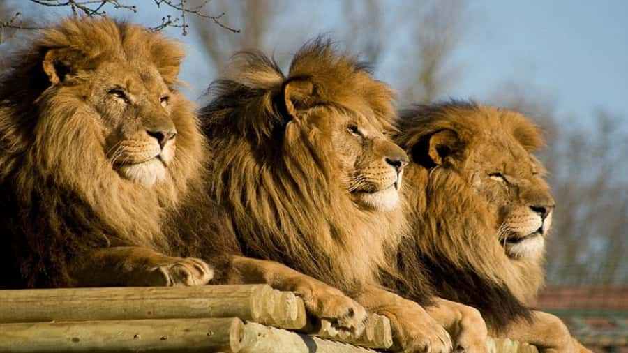 From Johannesburg: Lion & Safari Park Half-Day Tour - Timing details: how the day stays under five hours