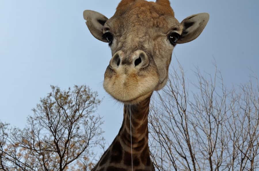 From Johannesburg: Lion & Safari Park Half-Day Tour - What to bring (and what to skip) for a close-up safari