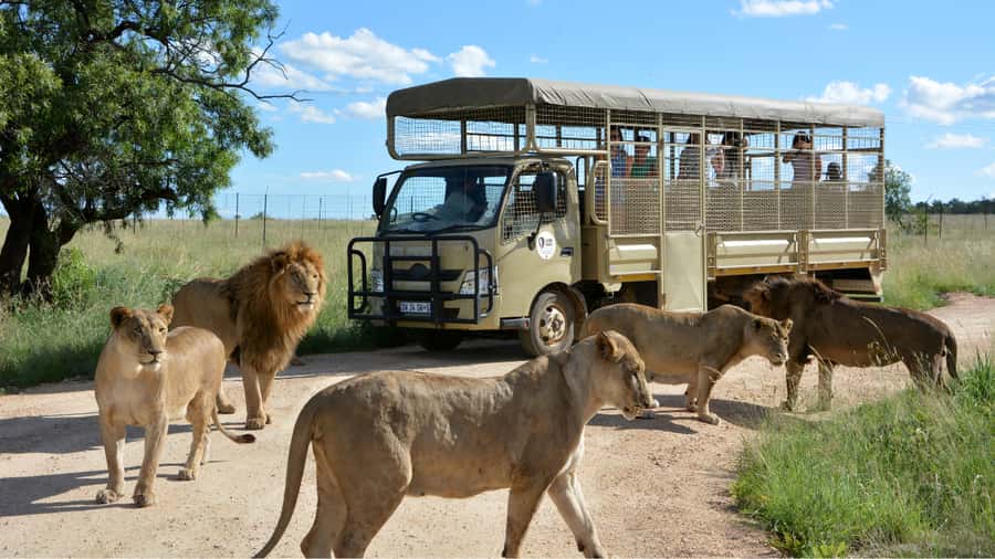 From Johannesburg: Lion & Safari Park Half-Day Tour - Getting from Johannesburg and Pretoria: the calm part of the day