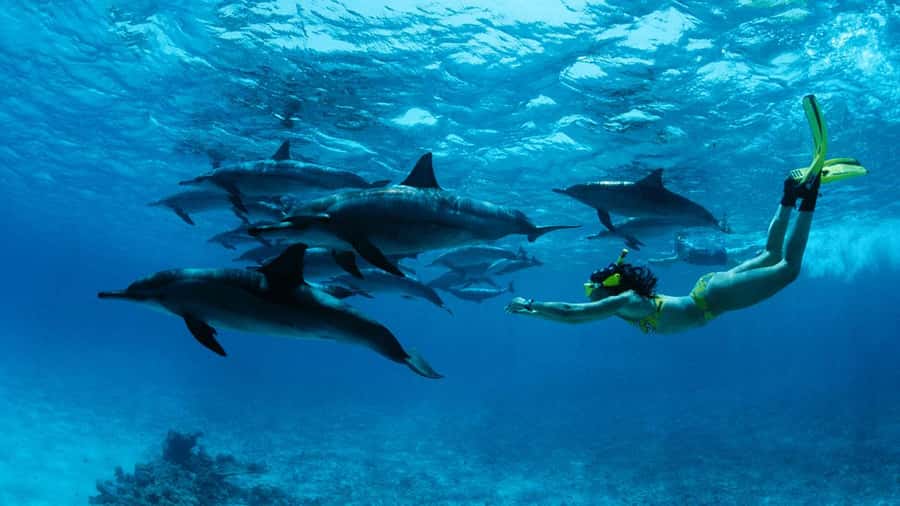 From Kendwa: Mnemba Boat Trip and Dolphin Snorkel Adventure - The 08H30 departure: tracking dolphins off Nungwi