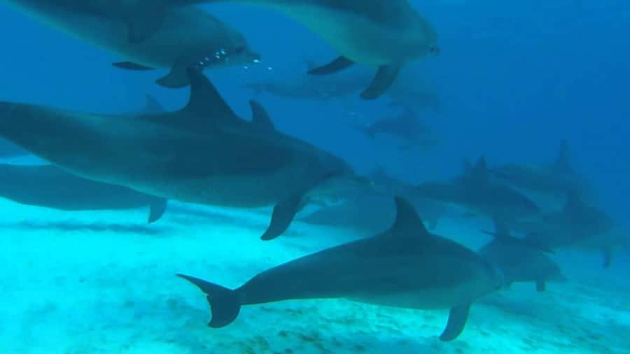 From Kendwa: Mnemba Boat Trip and Dolphin Snorkel Adventure - Snorkeling Mnemba Atoll coral reefs: the reef portion is the real skill-builder