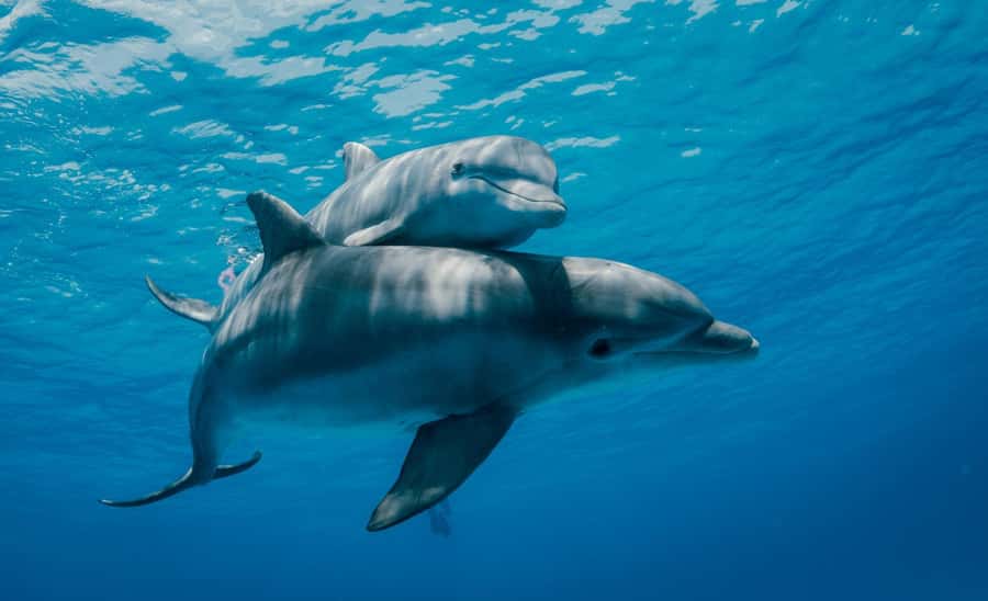 From Kendwa: Mnemba Boat Trip and Dolphin Snorkel Adventure - Timing and the drop-off: when you’ll be back