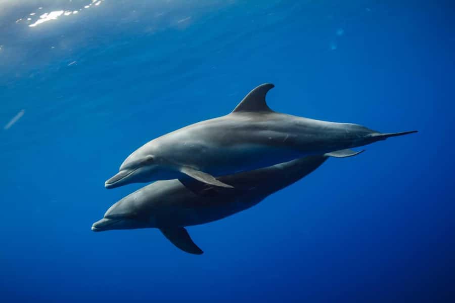 From Kendwa: Mnemba Boat Trip and Dolphin Snorkel Adventure - Meeting point and getting on the water without stress