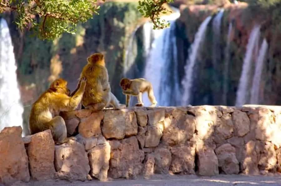 From Marrakech: Day Tour to Ouzoud Waterfalls - Ouzoud Waterfalls From Marrakech: Why This Day Trip Works