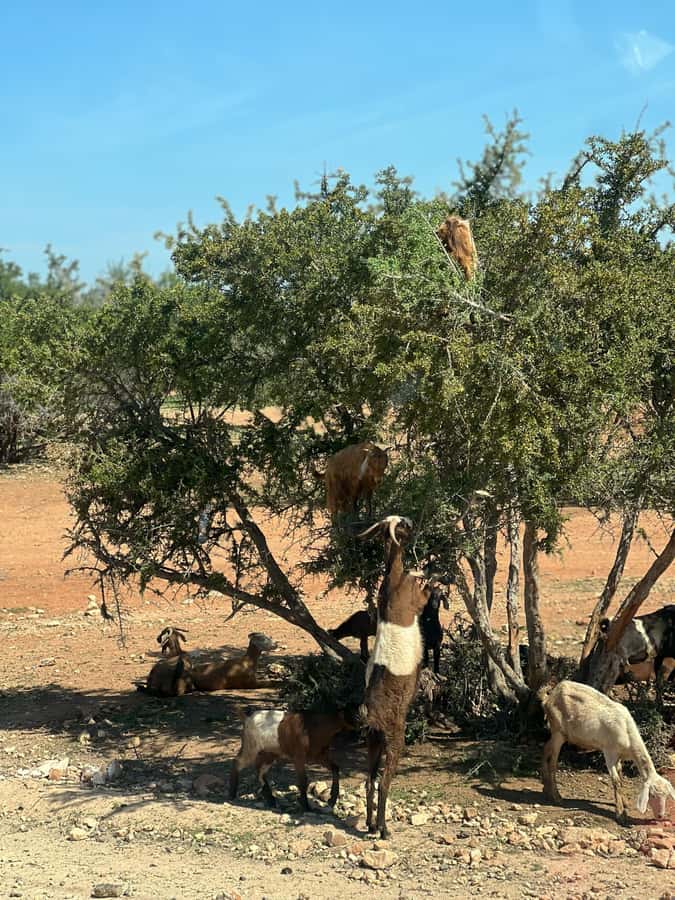 From Marrakech: Day Trip to Essaouira with Transfers - Key things that make this day trip worth it