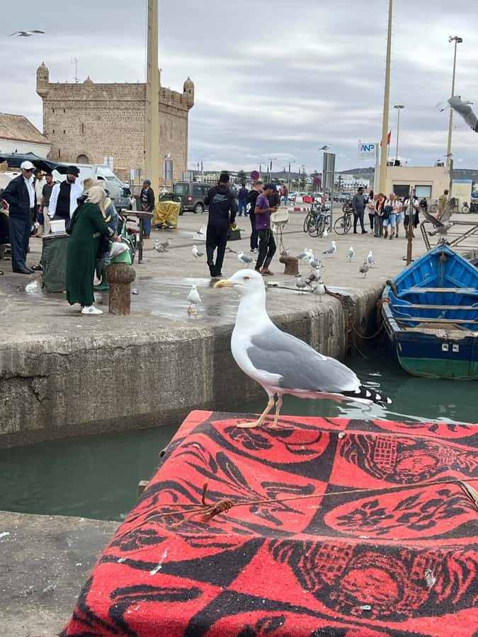From Marrakech: Day Trip to Essaouira with Transfers - A simple 4.5-hour game plan that keeps you from feeling rushed