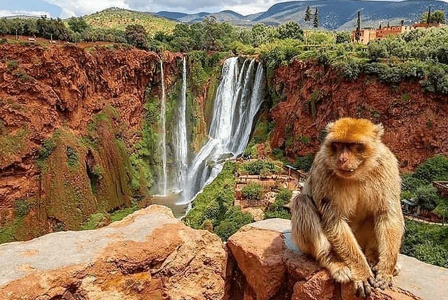 From Marrakech: Guided Ouzoud Waterfalls Tour with Boat Ride - Arriving at Ouzoud: Viewpoints, Apes, and a Guide You’ll Be Happy You Have