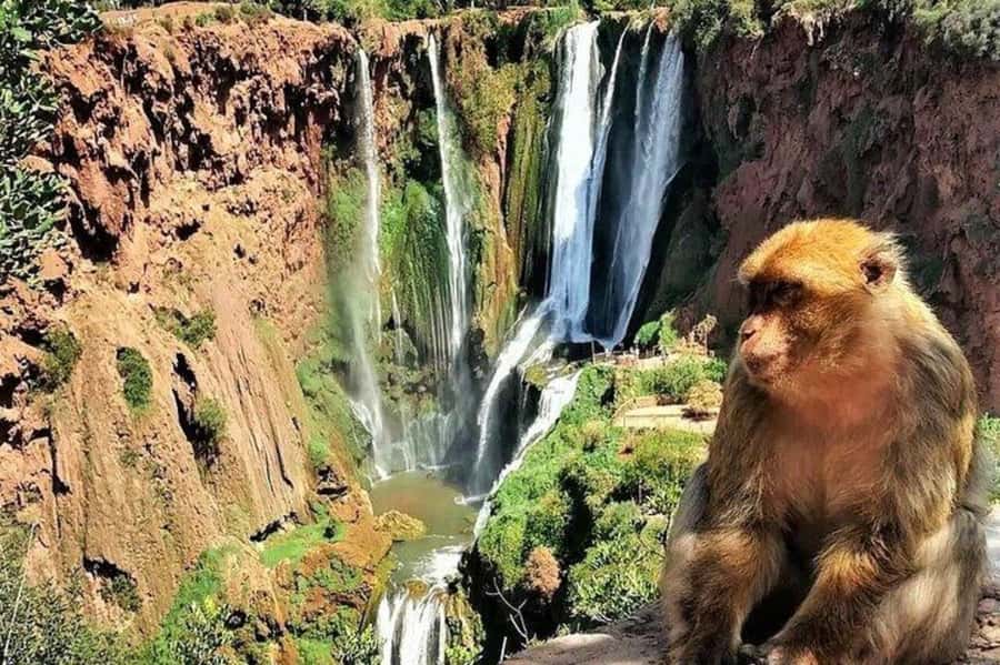 From Marrakech: Guided Ouzoud Waterfalls Tour with Boat Ride - Price and Value: How $13 Really Adds Up