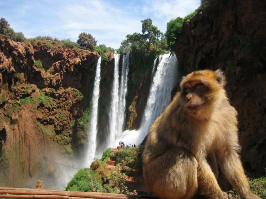 From Marrakech: Guided Ouzoud Waterfalls Tour with Boat Ride - Should You Book This Ouzoud Waterfalls Day Trip?