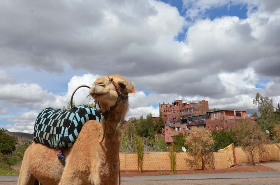 From Marrakech: Ourika Valley Day Trip with Lunch - Ghamt Mosque and extra surprises on the route