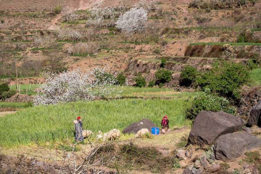 From Marrakesh: Atlas Mountains Talamrout Summit Day Hike - Summit views over Imenane and Toubkal: what you’ll actually see