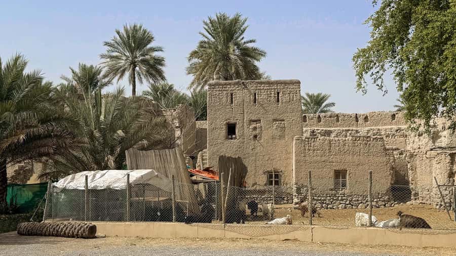 From Muscat: Nizwa and Jebel Akhdar Tour with Lunch - Birkat Al Mouz and the UNESCO falaj irrigation system